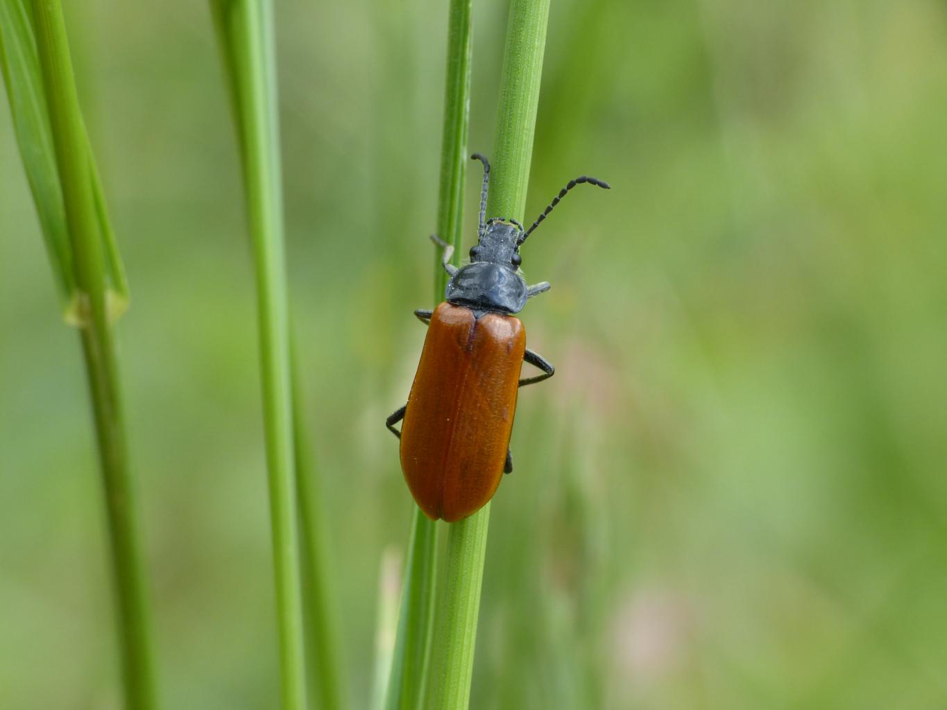 Omophlus cfr lepturoides